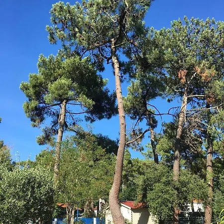 Villa La Palmyre 300m From Center And Beaches